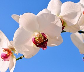 鹿泉正规助孕捐卵机构，附正规捐卵机构报名表！